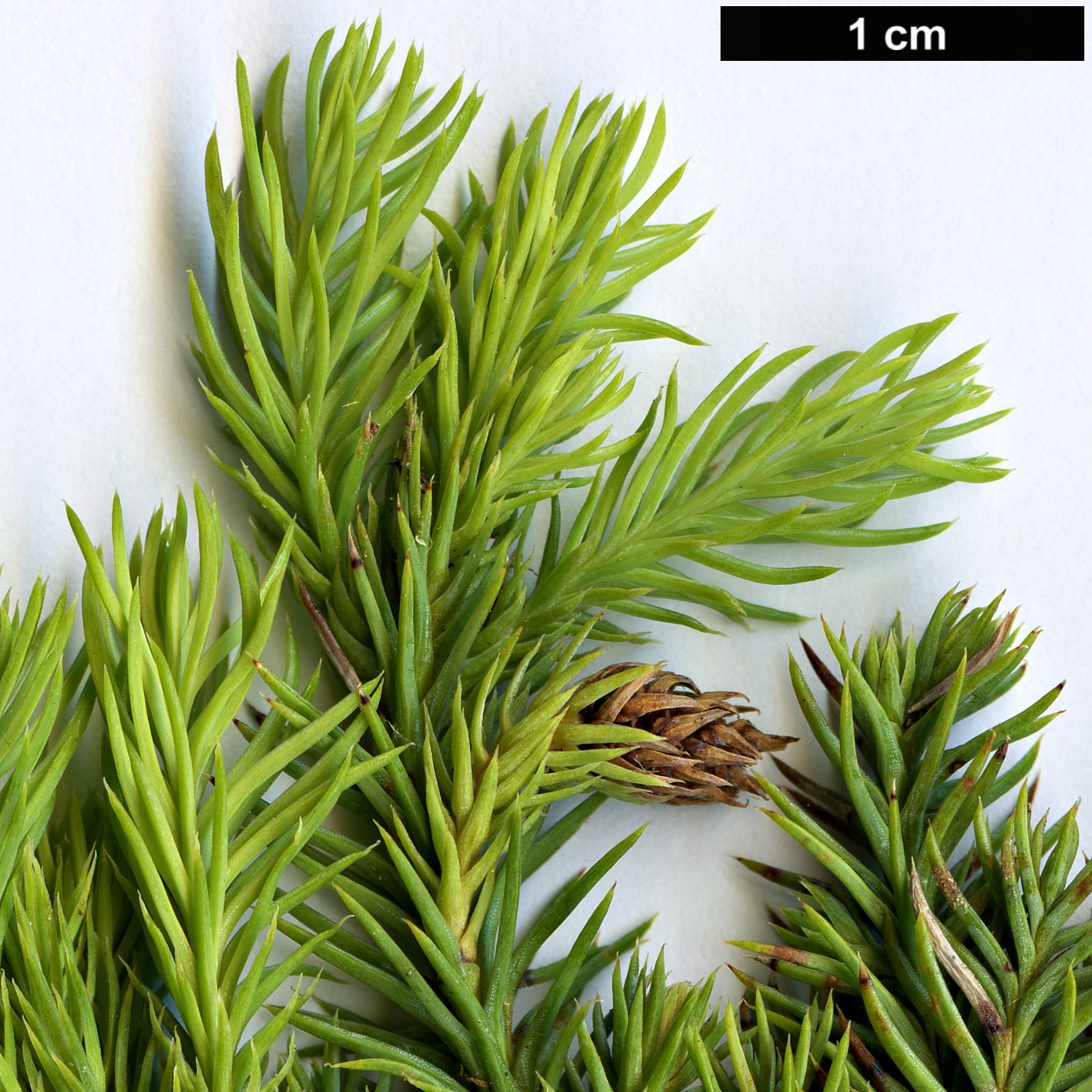 High resolution image: Family: Podocarpaceae - Genus: Dacrydium - Taxon: aff. elatum